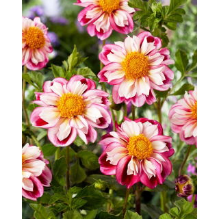 Dalia - Bumble Rumble
