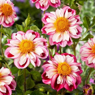 Dalia - Bumble Rumble