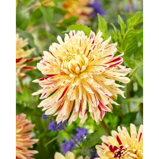 Dalia - Cambridge - GIGA paczka! - 50 szt.