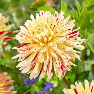Dalia - Cambridge