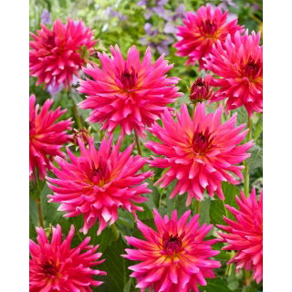 Dalia - Cherry Cake - GIGA paczka! - 50 szt.
