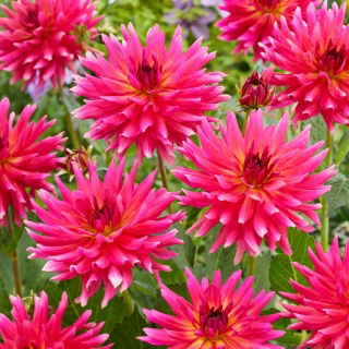 Dalia - Cherry Cake - GIGA paczka! - 50 szt.