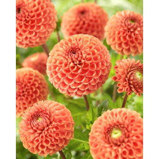 Dalia - Cornel Brons