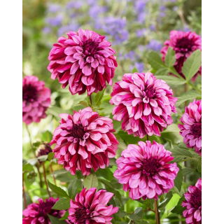 Dalia - Cranberry Classic