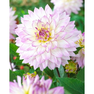 Dalia - Crazy Love - GIGA paczka! - 50 szt.