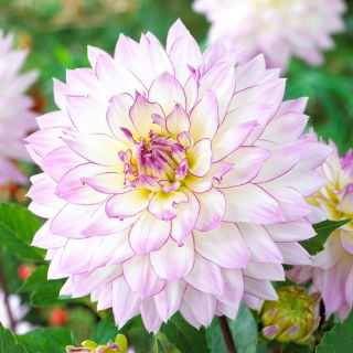 Dalia - Crazy Love - GIGA paczka! - 50 szt.