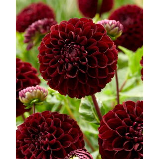 Dalia - Dark Spirit - pomponowa