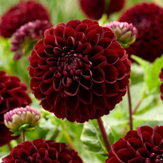 Dalia - Dark Spirit - pomponowa