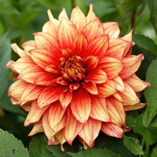 Dalia - Dazzling Magic