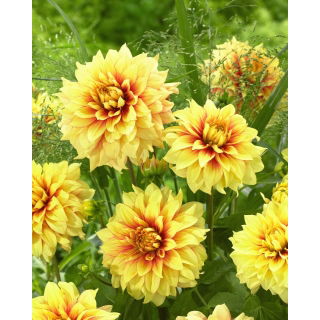 Dalia - Dazzling Sun - GIGA paczka! - 50 szt.