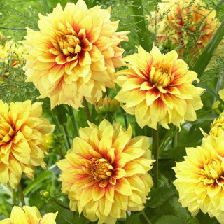 Dalia - Dazzling Sun - GIGA paczka! - 50 szt.
