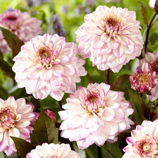 Dalia - Flashback - GIGA paczka! - 50 szt.