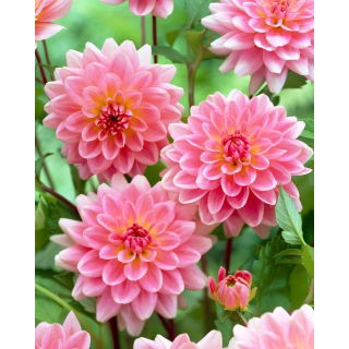 Dalia - Gerrie Hoek
