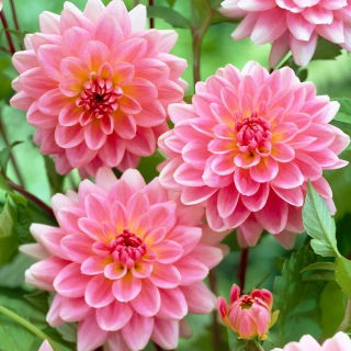 Dalia - Gerrie Hoek