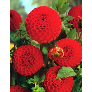 Dalia - Glow - pomponowa - duża paczka! - 10 szt.