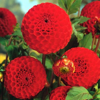 Dalia - Glow - pomponowa - duża paczka! - 10 szt.