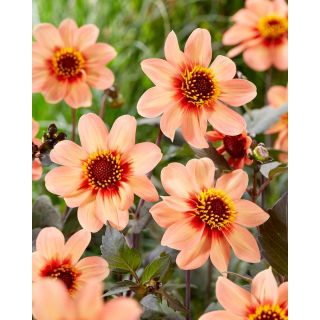 Dalia - HS First Love - GIGA paczka! - 50 szt.