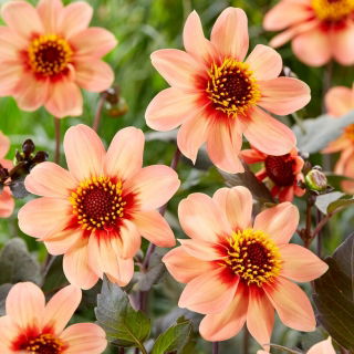 Dalia - HS First Love - GIGA paczka! - 50 szt.