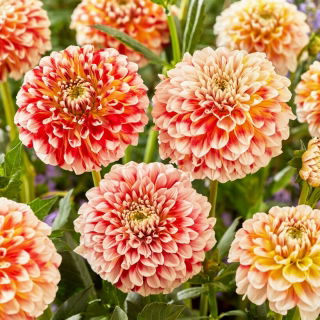 Dalia - Jowey Fantasy - GIGA paczka! - 50 szt.
