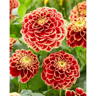 Dalia - Jowey Hubert
