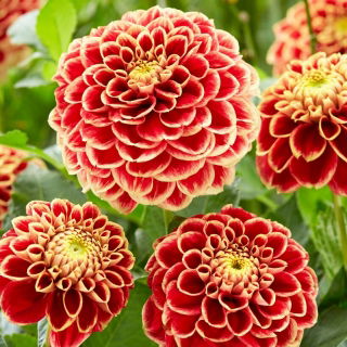 Dalia - Jowey Hubert