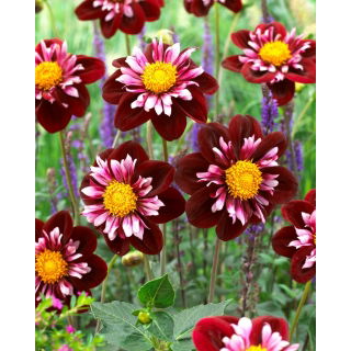 Dalia - Joyful Investment