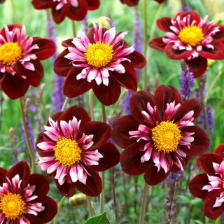 Dalia - Joyful Investment