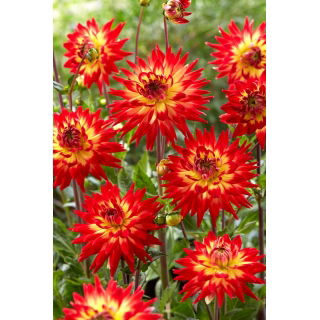 Dalia - Karma Bon Bini - GIGA paczka! - 50 szt.