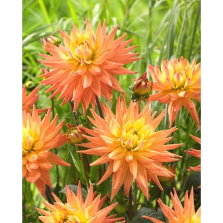 Dalia - Karma Corona - GIGA paczka! - 50 szt.