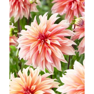 Dalia - Labyrinth - GIGA paczka! - 50 szt.