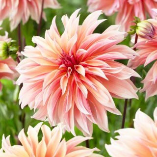 Dalia - Labyrinth - GIGA paczka! - 50 szt.