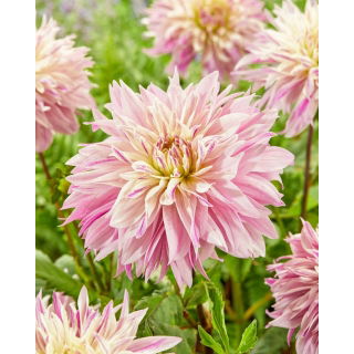 Dalia - Labyrinth Twotone - GIGA paczka! - 50 szt.