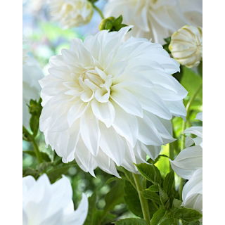 Dalia - Lady Liberty