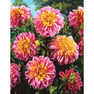 Dalia - Life Style