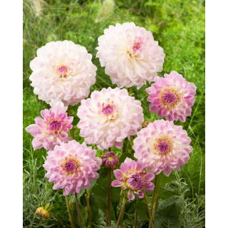 Dalia - Minnesota - GIGA paczka! - 50 szt.
