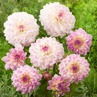 Dalia - Minnesota