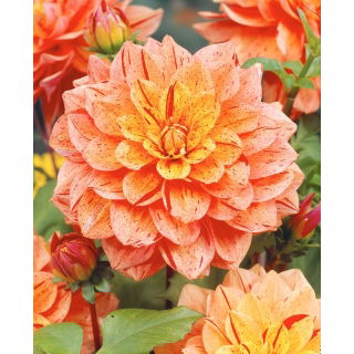 Dalia - Nonette