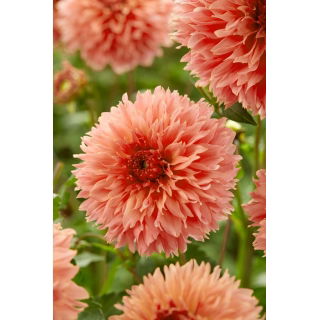 Dalia - Orange Fubuki