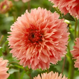 Dalia - Orange Fubuki