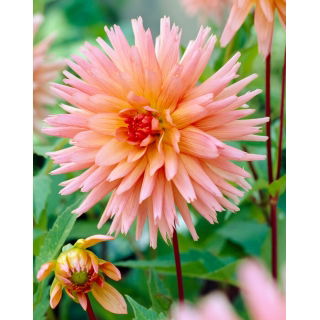 Dalia - Preference - GIGA paczka! - 50 szt.