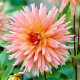 Dalia - Preference - GIGA paczka! - 50 szt.