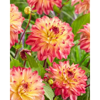 Dalia - Prinzessa