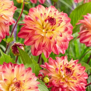 Dalia - Prinzessa