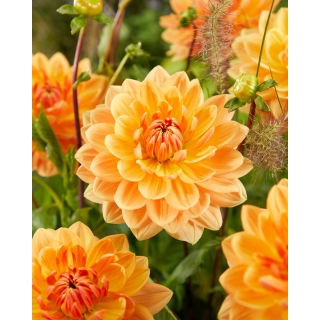 Dalia - Rancho - GIGA paczka! - 50 szt.