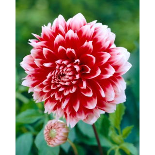 Dalia - Red and White Fubuki - duża paczka! - 10 szt.