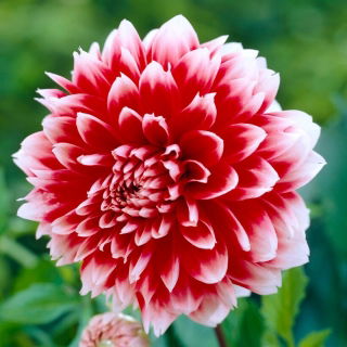 Dalia - Red and White Fubuki - GIGA paczka! - 50 szt.