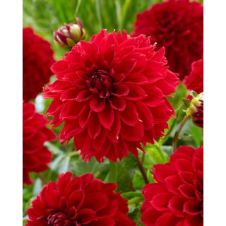 Dalia - Red Fubuki