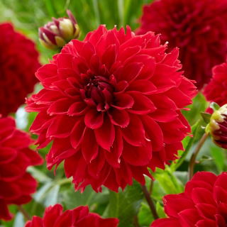 Dalia - Red Fubuki - GIGA paczka! - 50 szt.