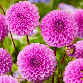 Dalia - Robann Regal