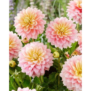 Dalia - Sheer Heaven - GIGA paczka! - 50 szt.